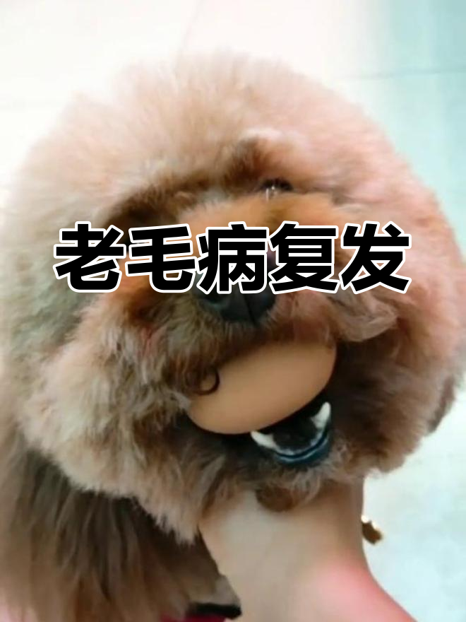 看你急匆匆的样子,老毛病又犯了!