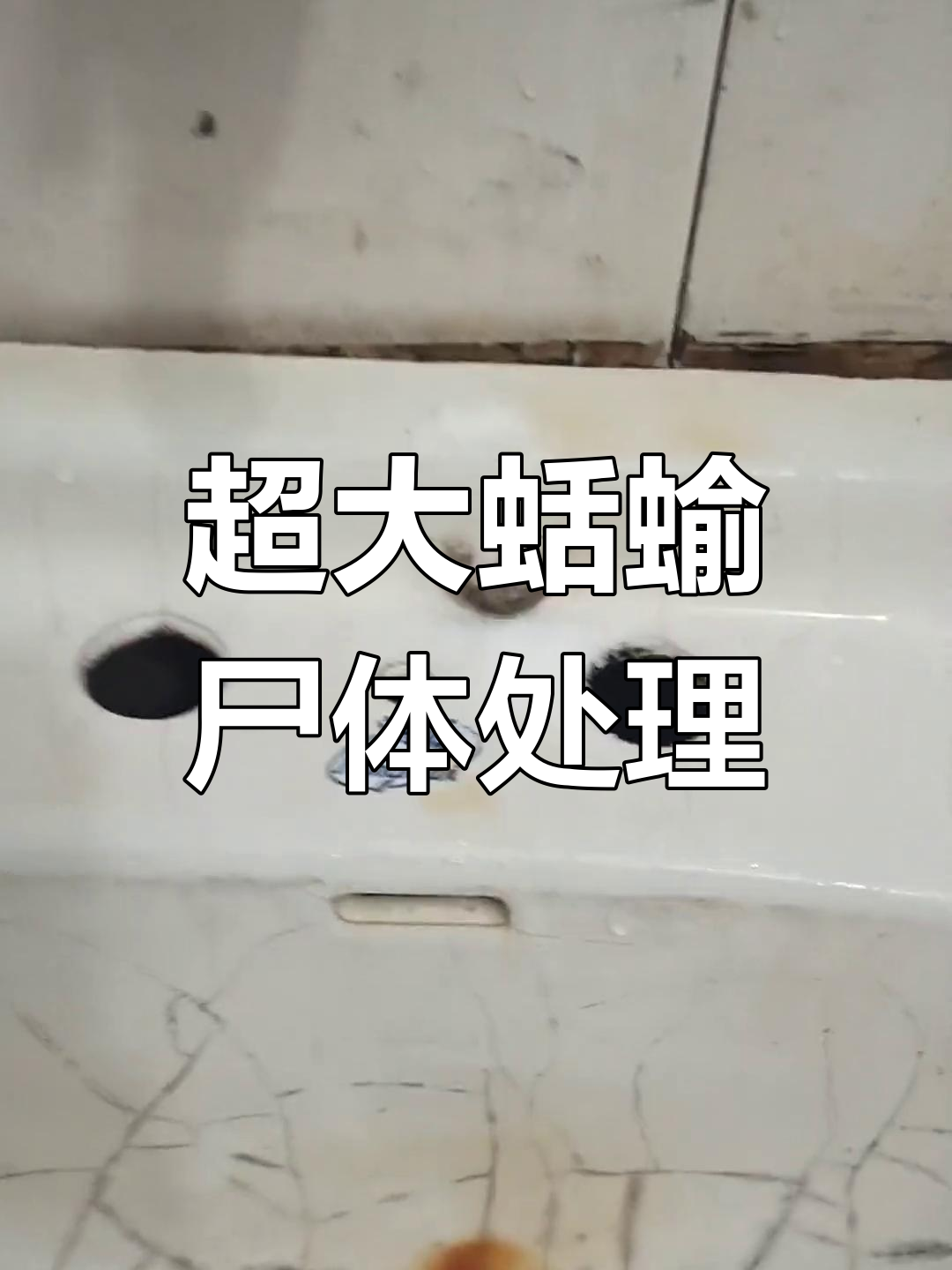 厕所惊现超大蛞蝓,恶心又粘稠