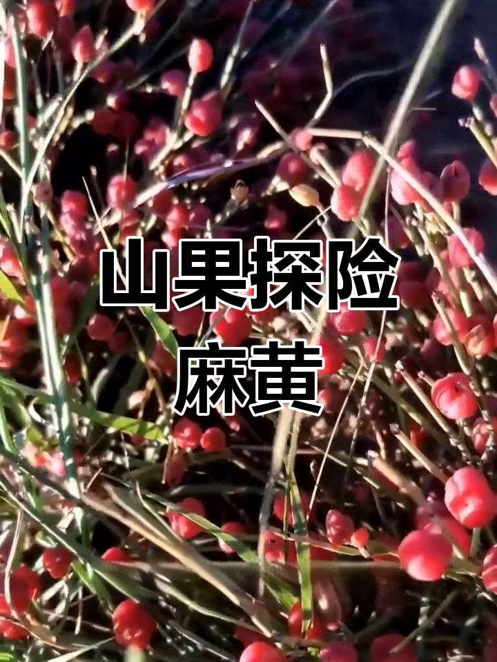 野外生存必备:麻黄果的秘密与挑战