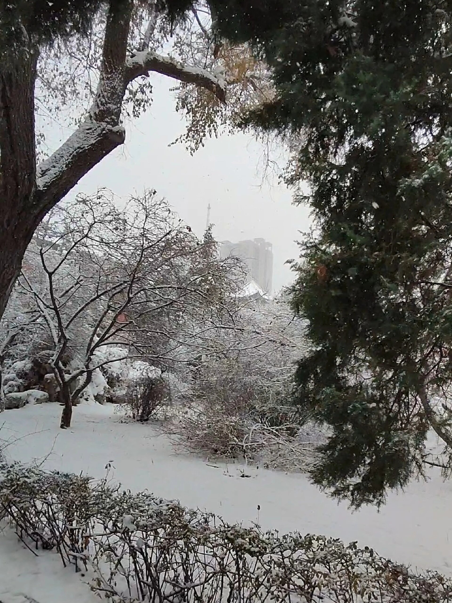 吉林市的雪