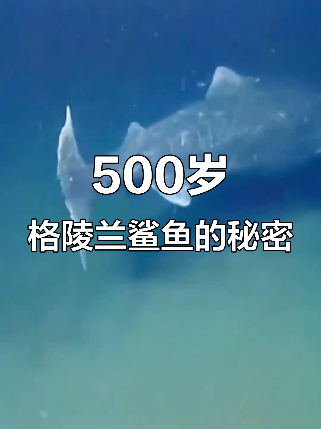 格陵兰鲨鱼:寿命最长却失明,如何捕猎?