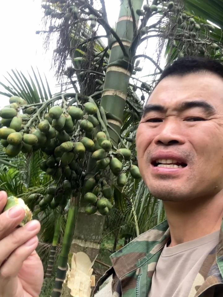 海南阿龙槟榔图片