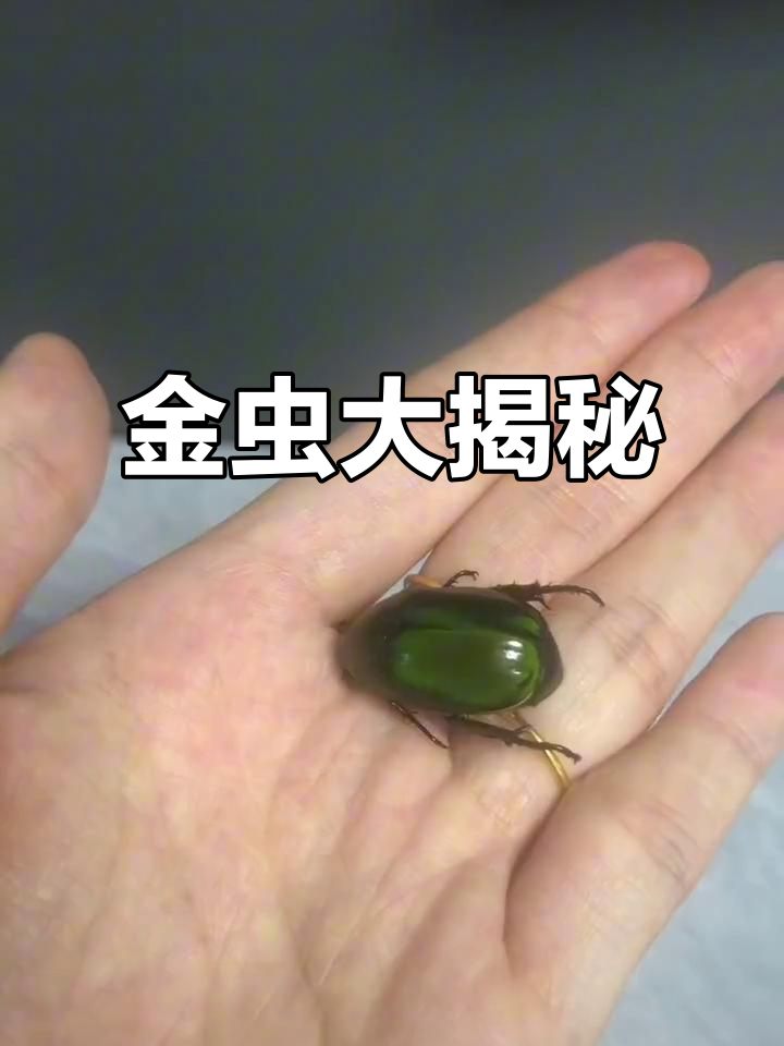 惊现神秘金虫,竟然被我逮住了!