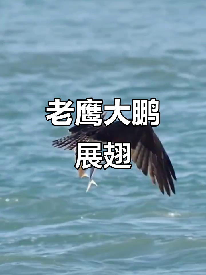 野生老鹰展翅飞翔,震撼来袭!