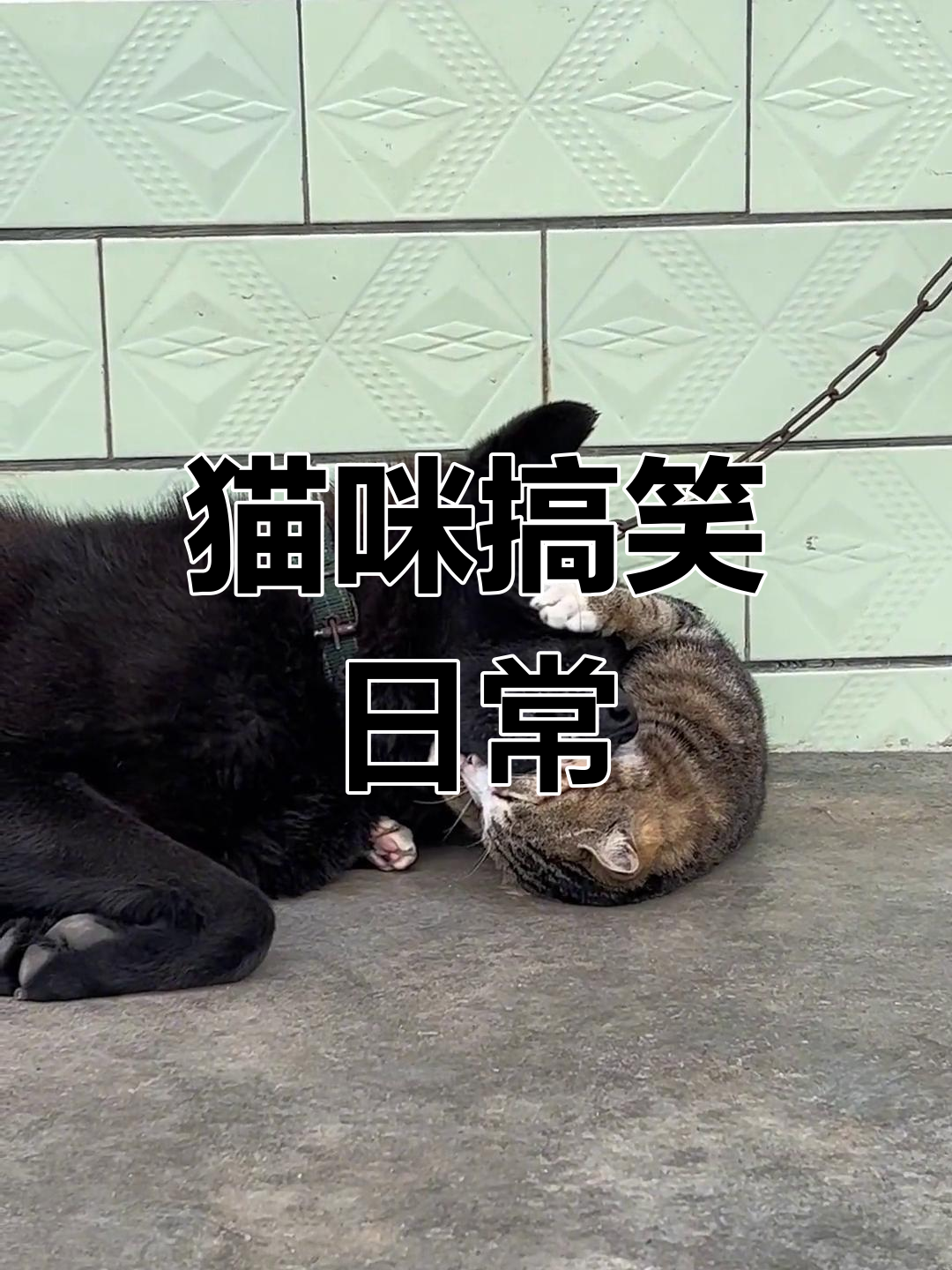 这只猫太搞笑了,看看它到底有多正经!