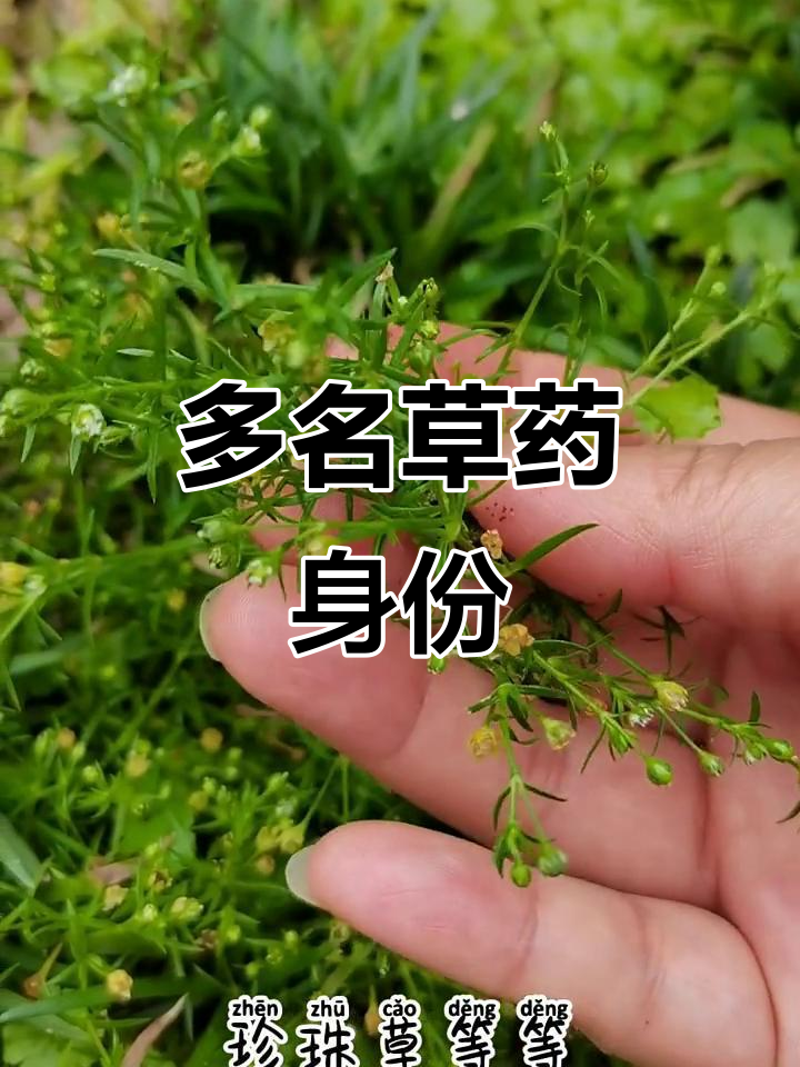 漆姑草,别名众多,全草入药,用途广泛