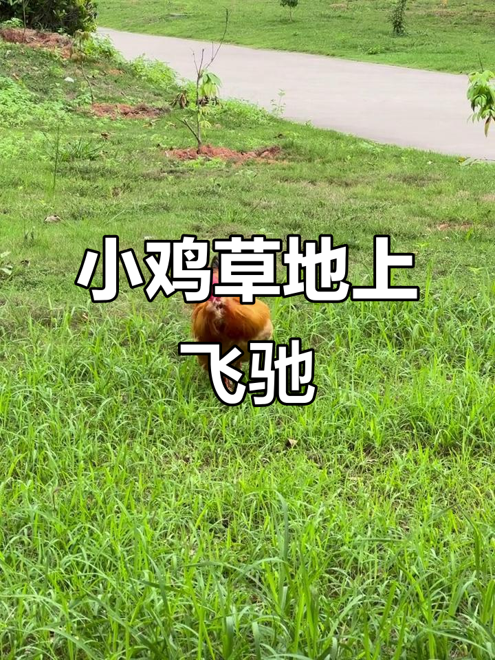 草地上的小鸡自由奔跑,萌态十足