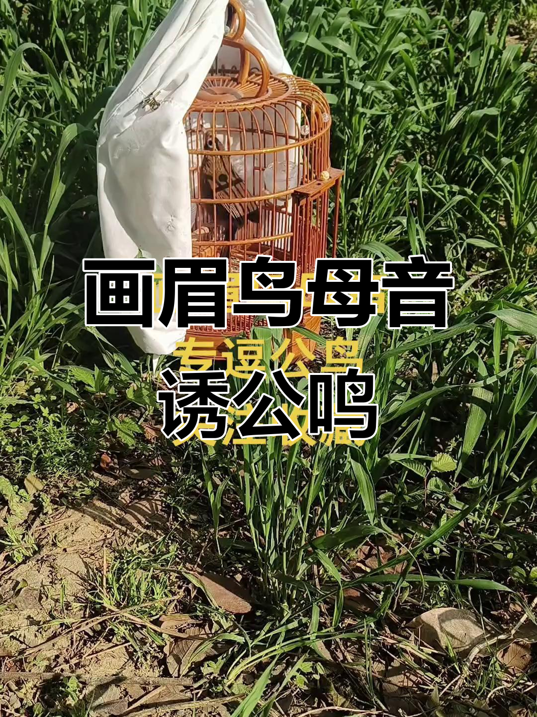 画眉鸟母音引公叫,叫声逗趣十足