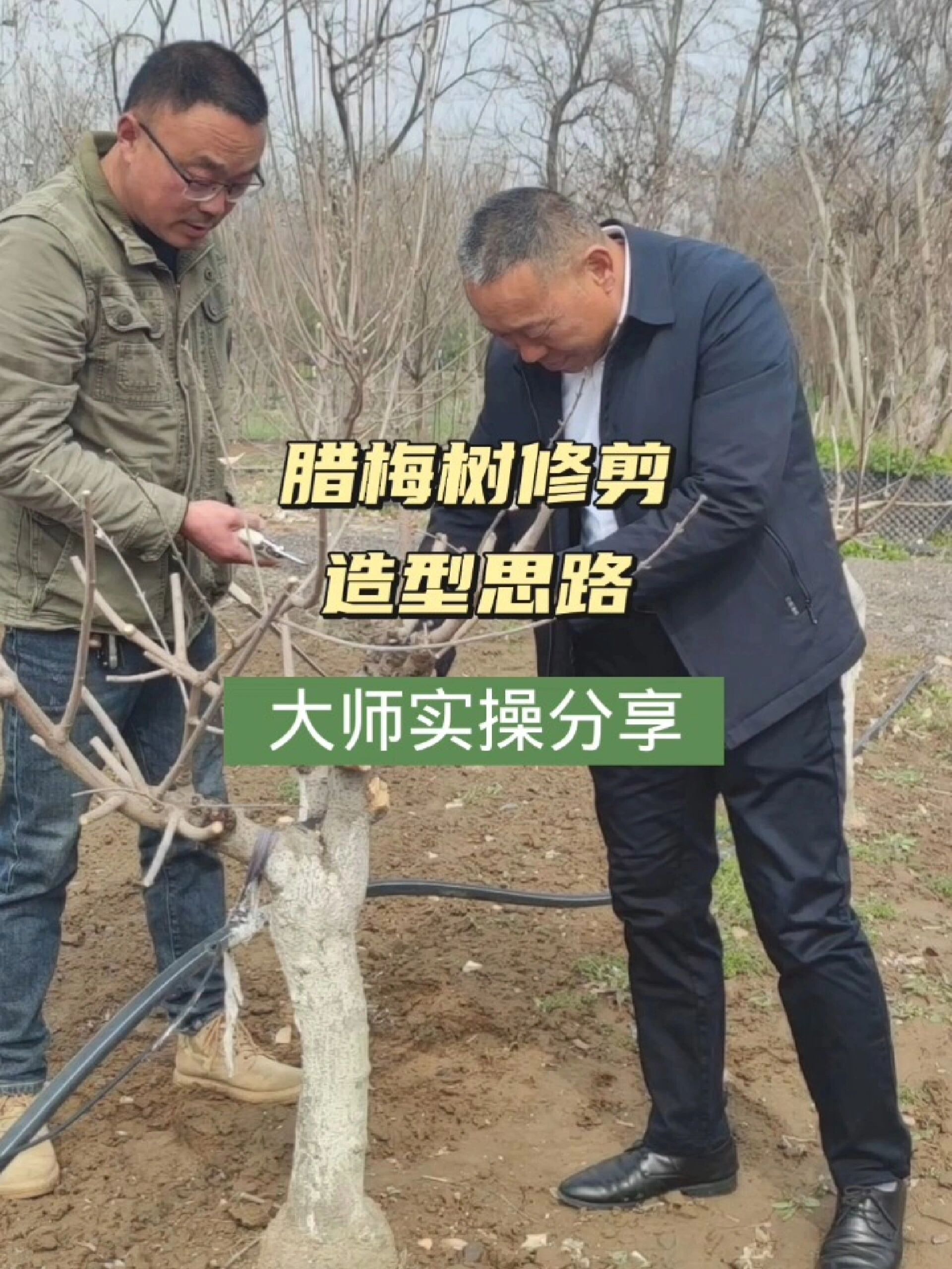 腊梅花树造型怎样修剪