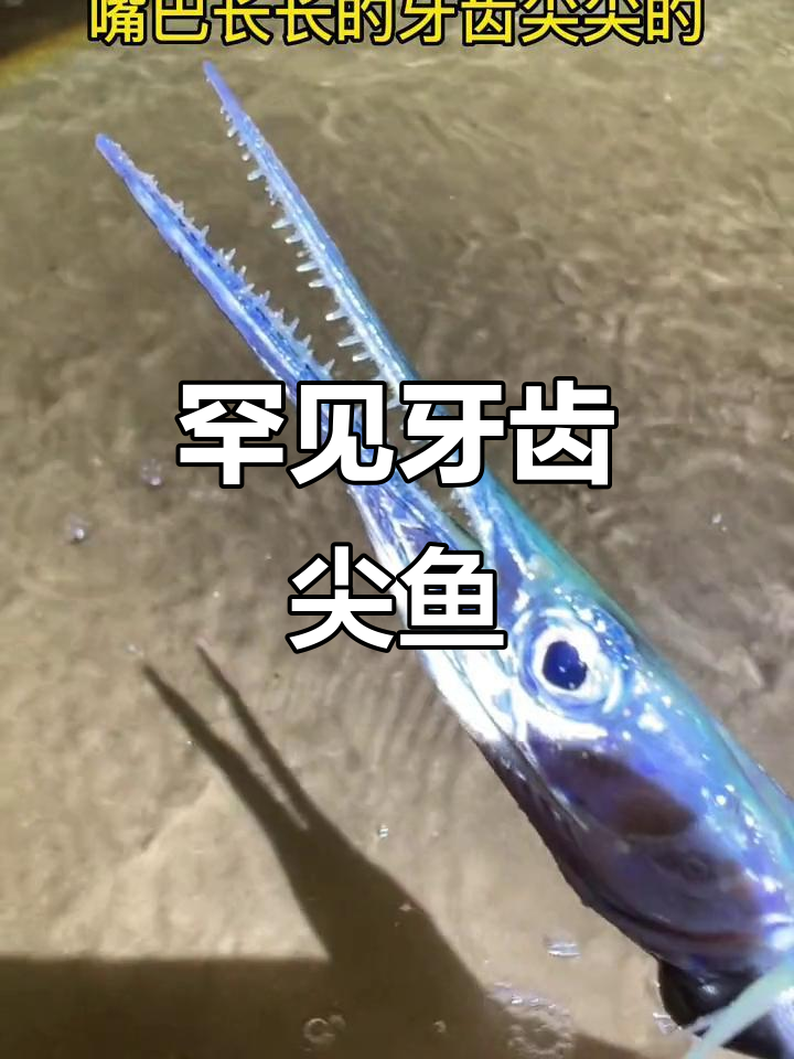 第一次见到这种牙齿尖尖的鱼,颜色太美了!