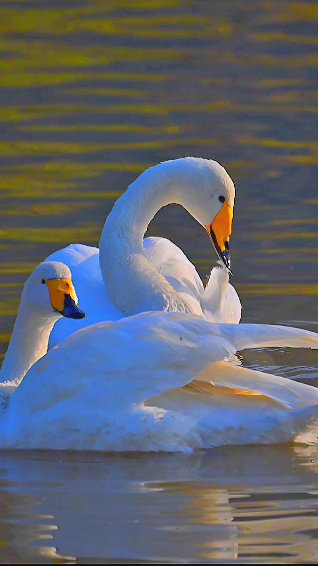 大天鹅在湿地双宿双飞,演绎着对爱情的忠贞不渝