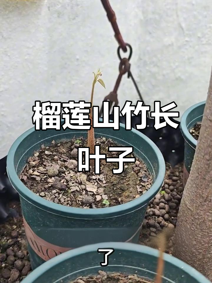 榴莲山竹盆栽生长记:从种子到新叶的蜕变