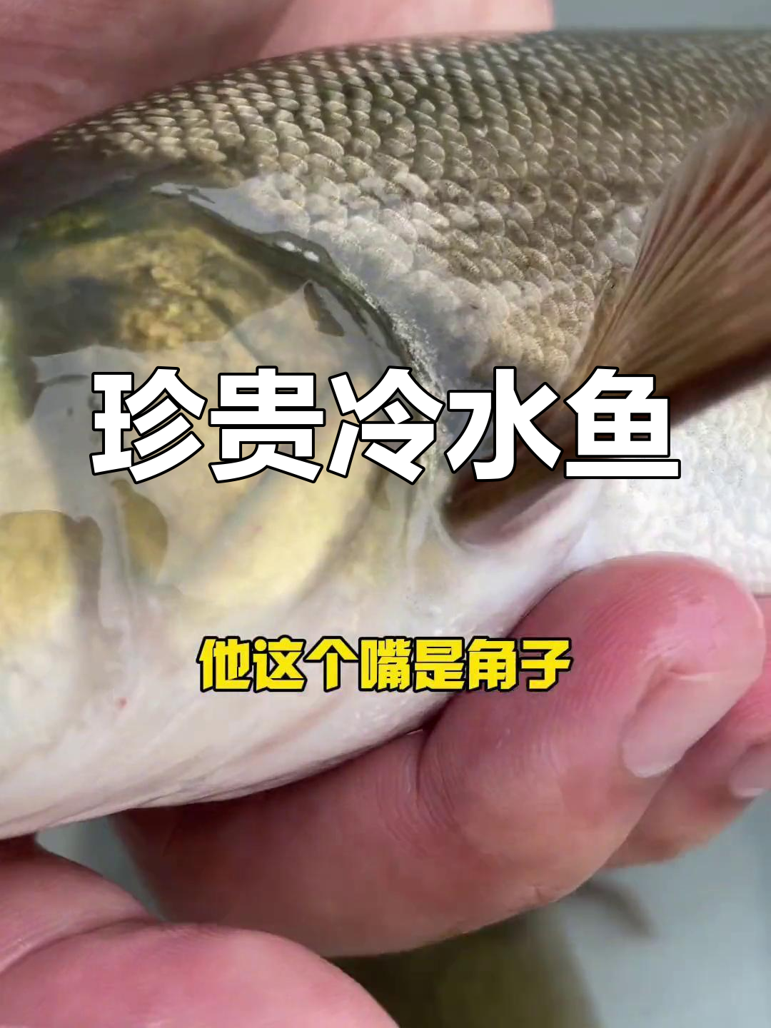 雅鱼,四川与青藏交界处的珍稀冷水鱼类