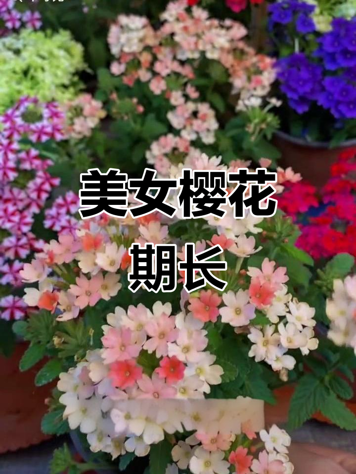 ʵ