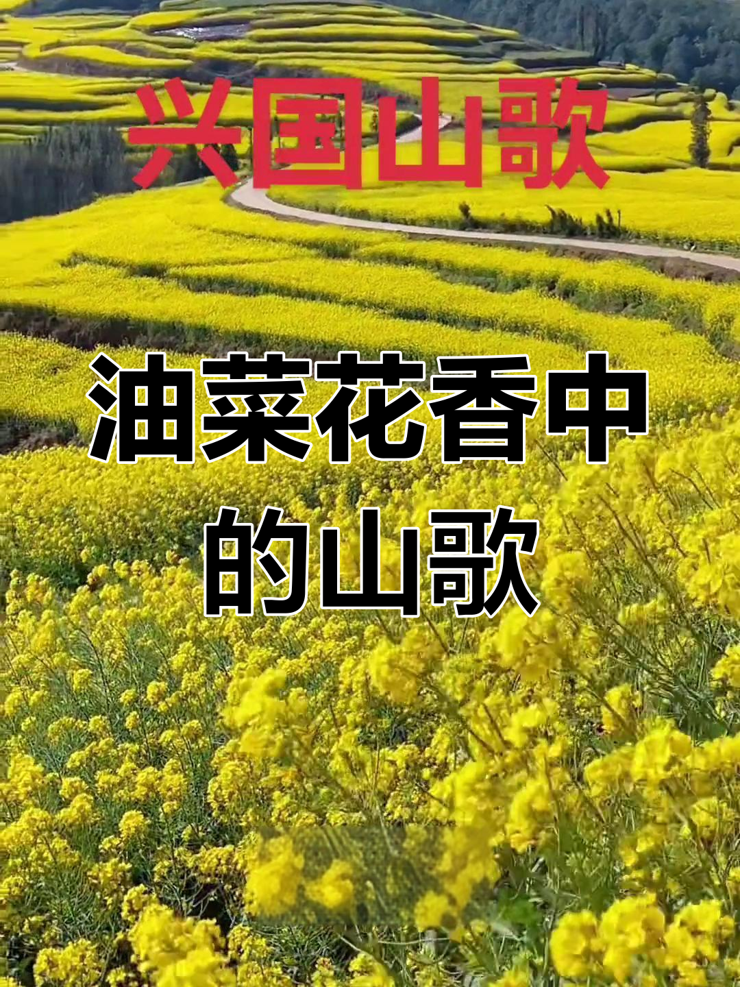 兴国山歌:春暖花开,油菜花下的歌声与故事