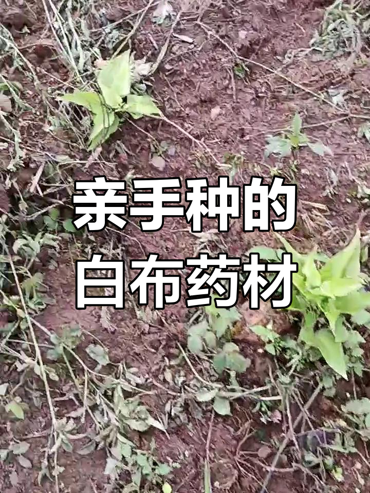 自己种植的九股牛药材,白布别名揭秘