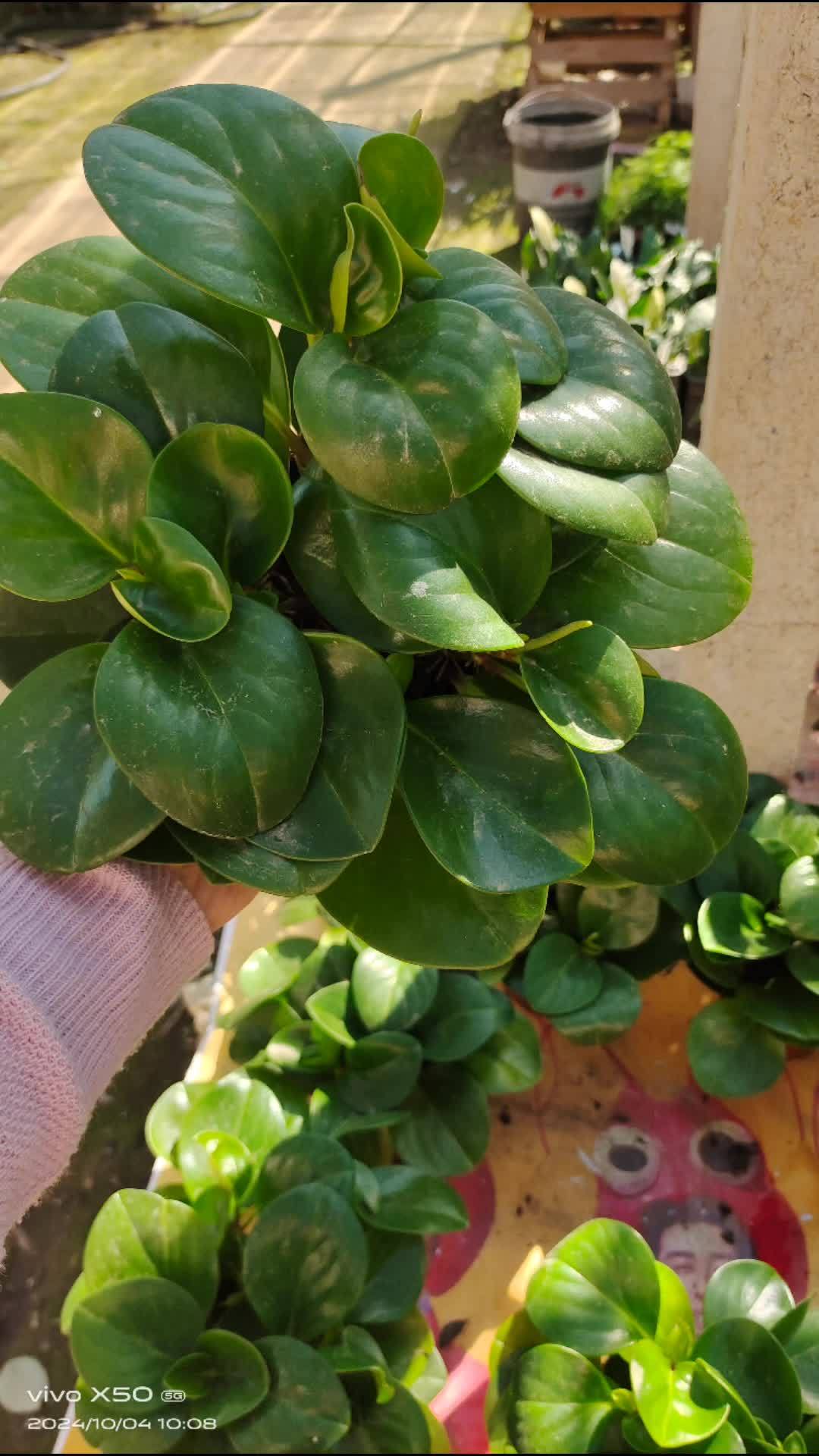 碧玉 我的花花草草 花卉绿植 爱生活爱养花 好看的花一定要分享给你