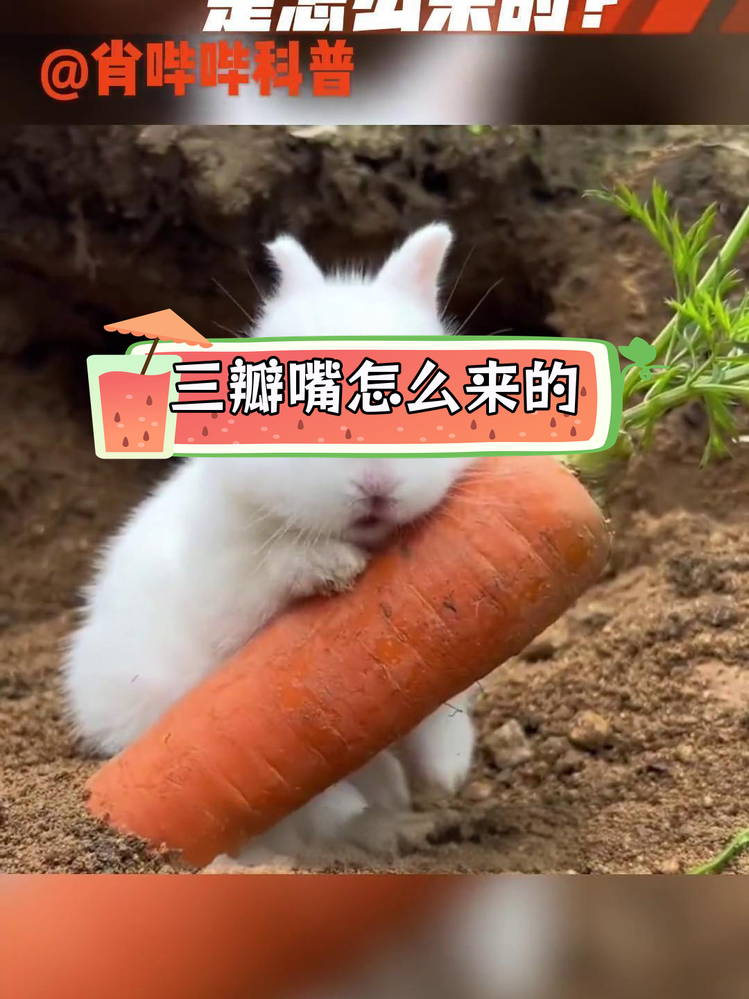 兔子三瓣嘴的由来揭秘