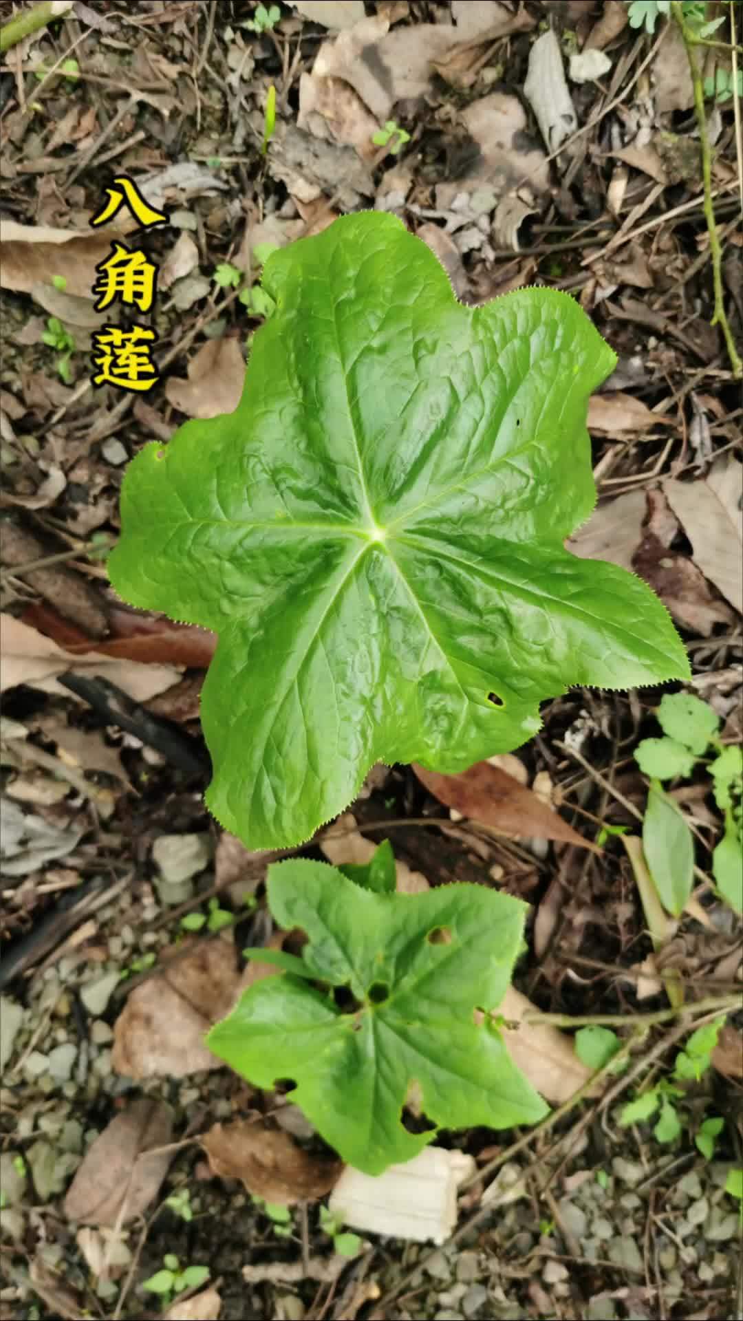 植物科普,这个叫做八角莲,也叫江边一碗水,是一种珍贵草药,目前也是