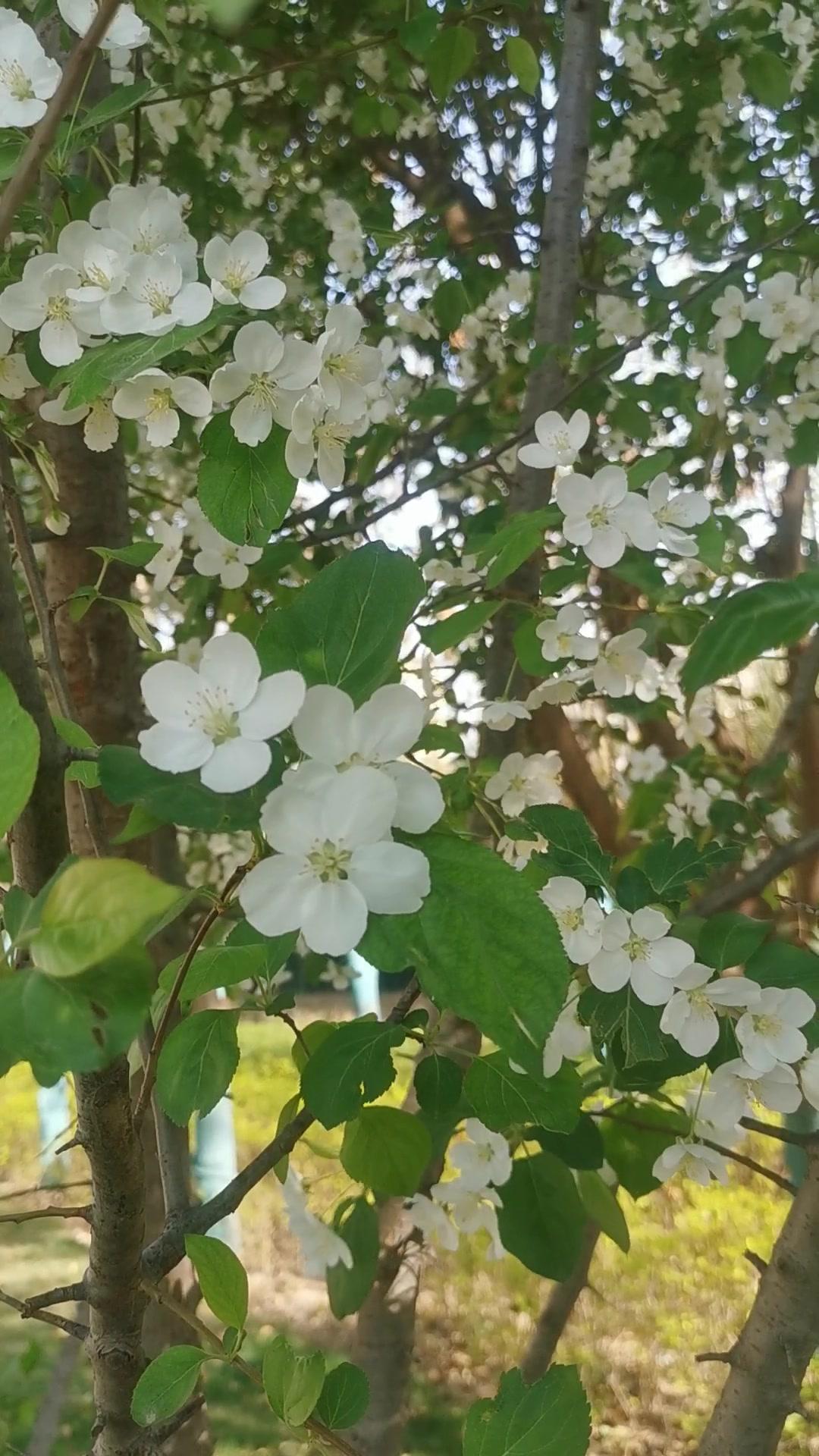 大自然风景真实花朵图片