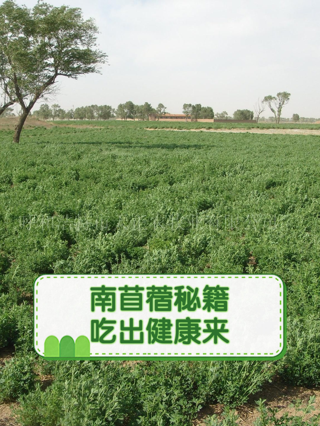 南苜蓿秘籍吃出健康来