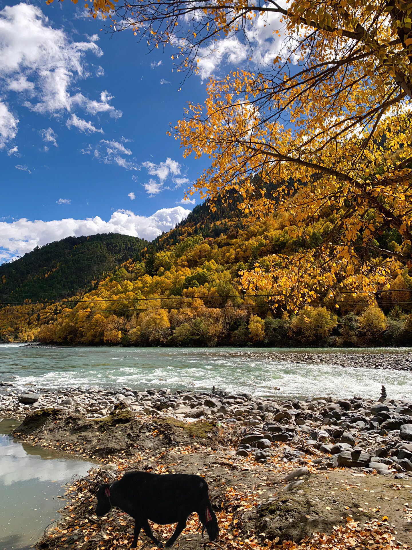 新都桥!最美的季节已经来了