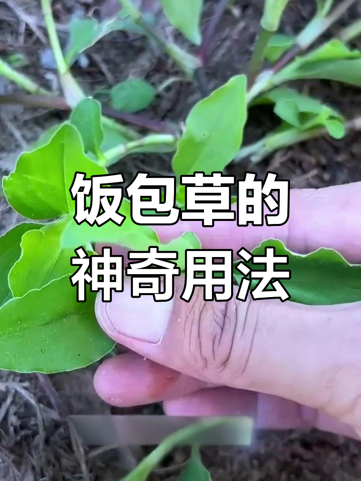 农村常见饭包草,竟是宝贝!九十六岁老奶奶的独特土方法