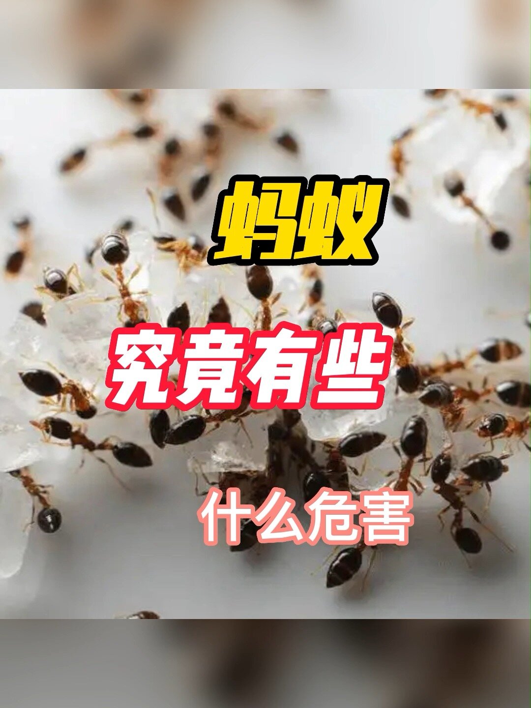 不同蚂蚁有不同的危害!