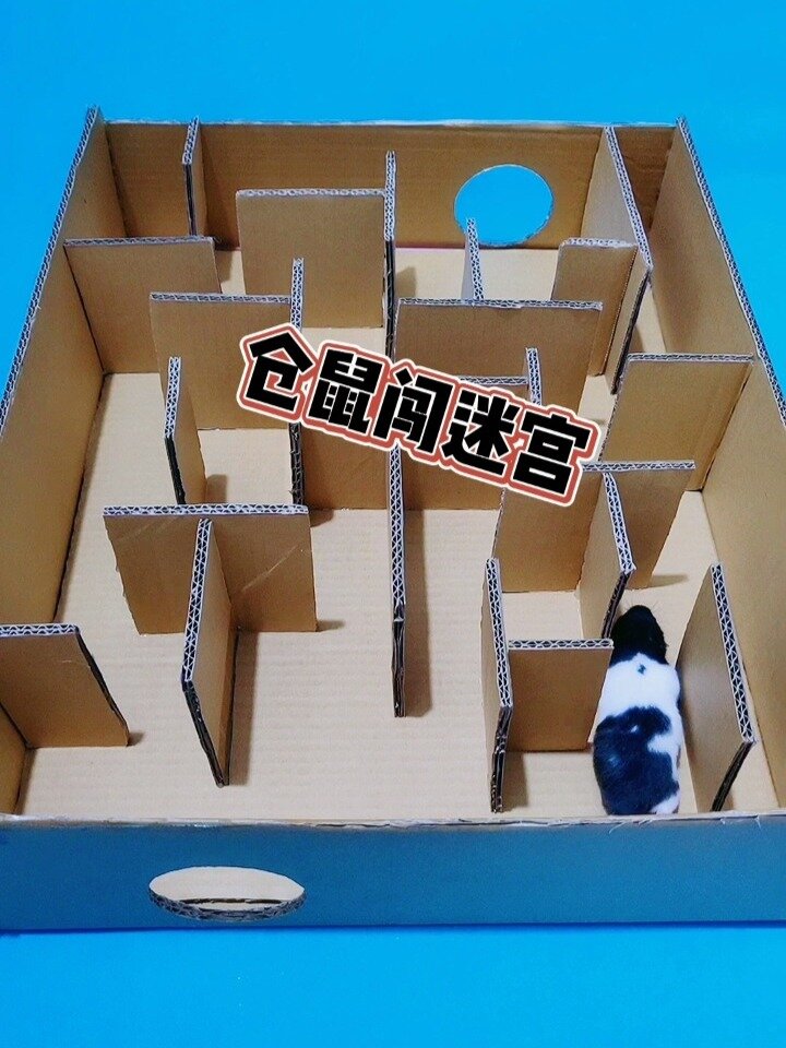 小仓鼠闯迷宫