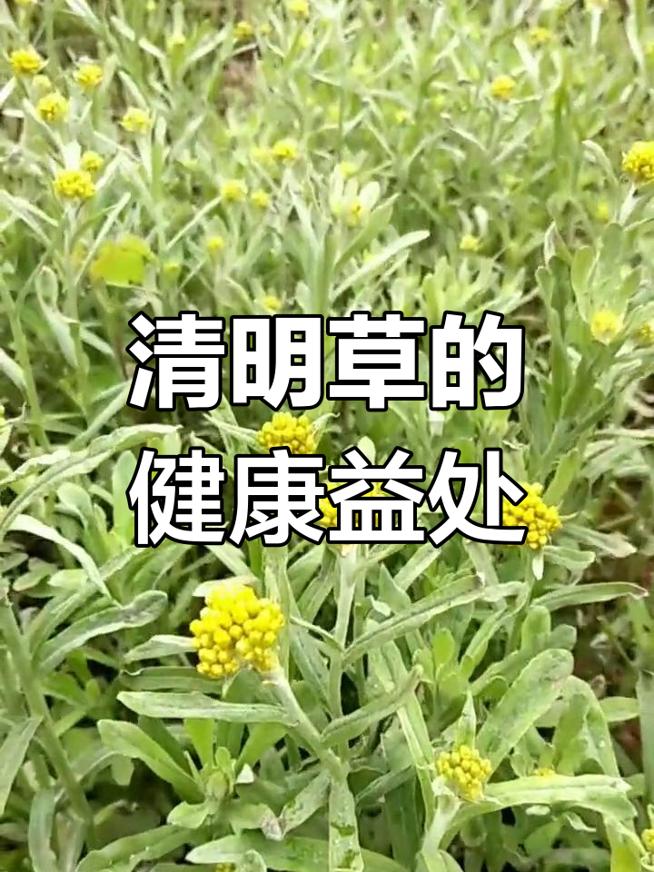 清明草:滋阴益气,凉血解毒