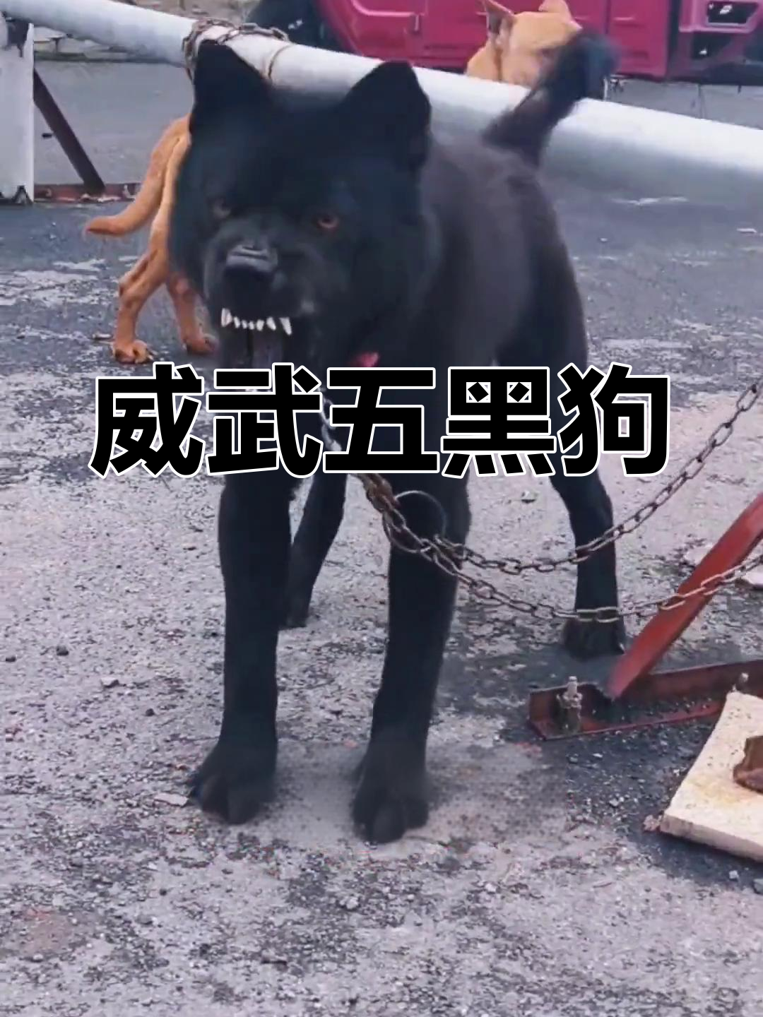 五黑中华田园犬:王者风范与实战能力