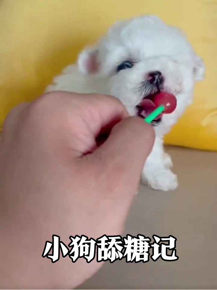 小狗第一次舔棒棒糖,表情萌化了,舌头根本停不下来!