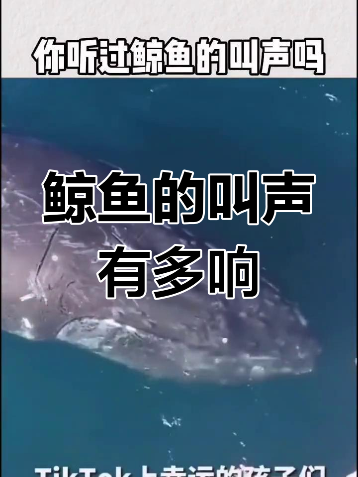 你听过鲸鱼的声音吗?它竟然这么响亮!