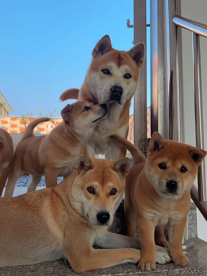 我家的乖乖狗中华田园犬,不养狗不知道养狗的乐趣!