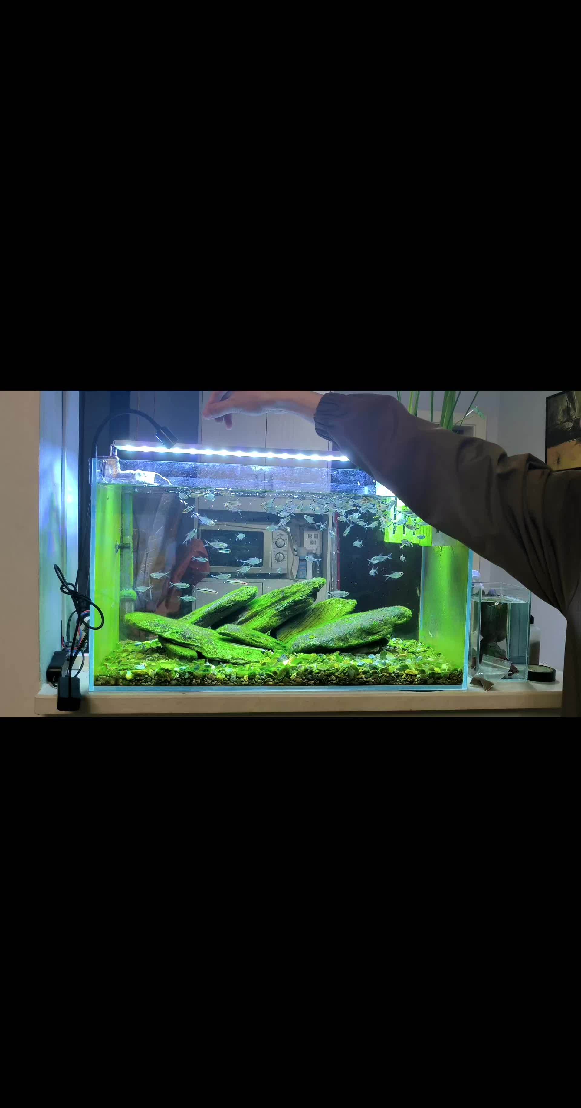 溪流缸 鱼缸里的大自然 原生造景 鱼缸草缸生态鱼缸