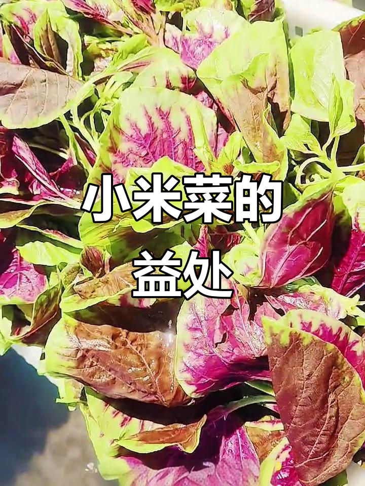小米菜的营养与功效,了解一下