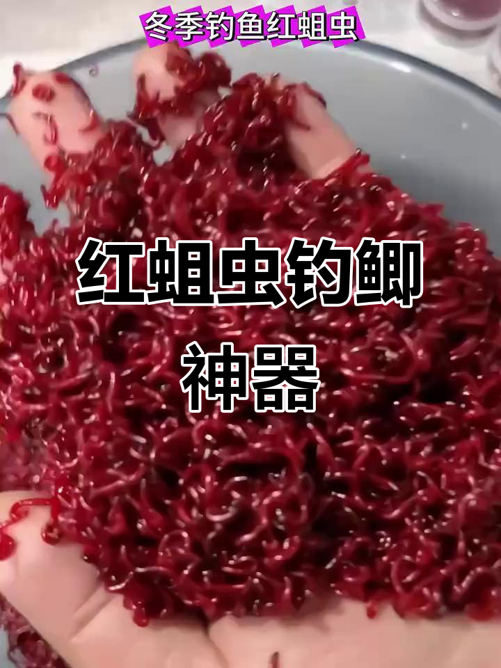冬季钓鱼必备!红蛆虫比红虫更诱鱼,轻松挂钩不脏手