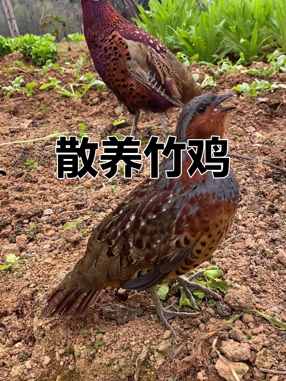 竹鸡摄影户外拍摄视频教程，技巧大全