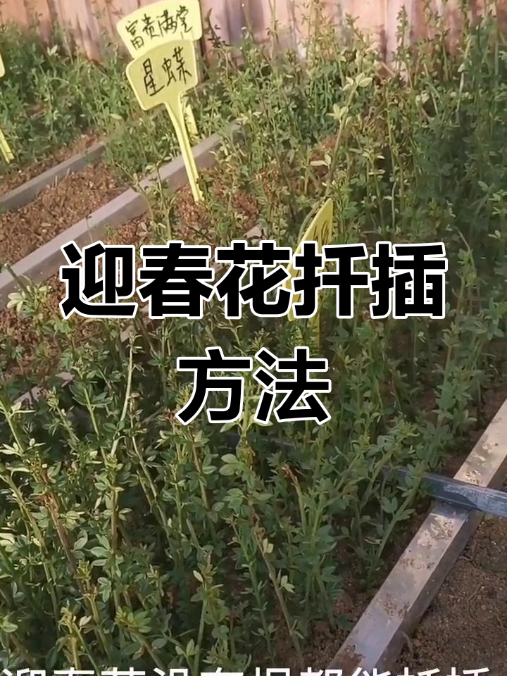 迎春花嫩枝扦插技巧,轻松成活