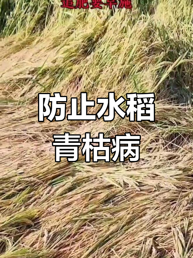 水稻青枯病爆发,减产严重!如何避免损失?