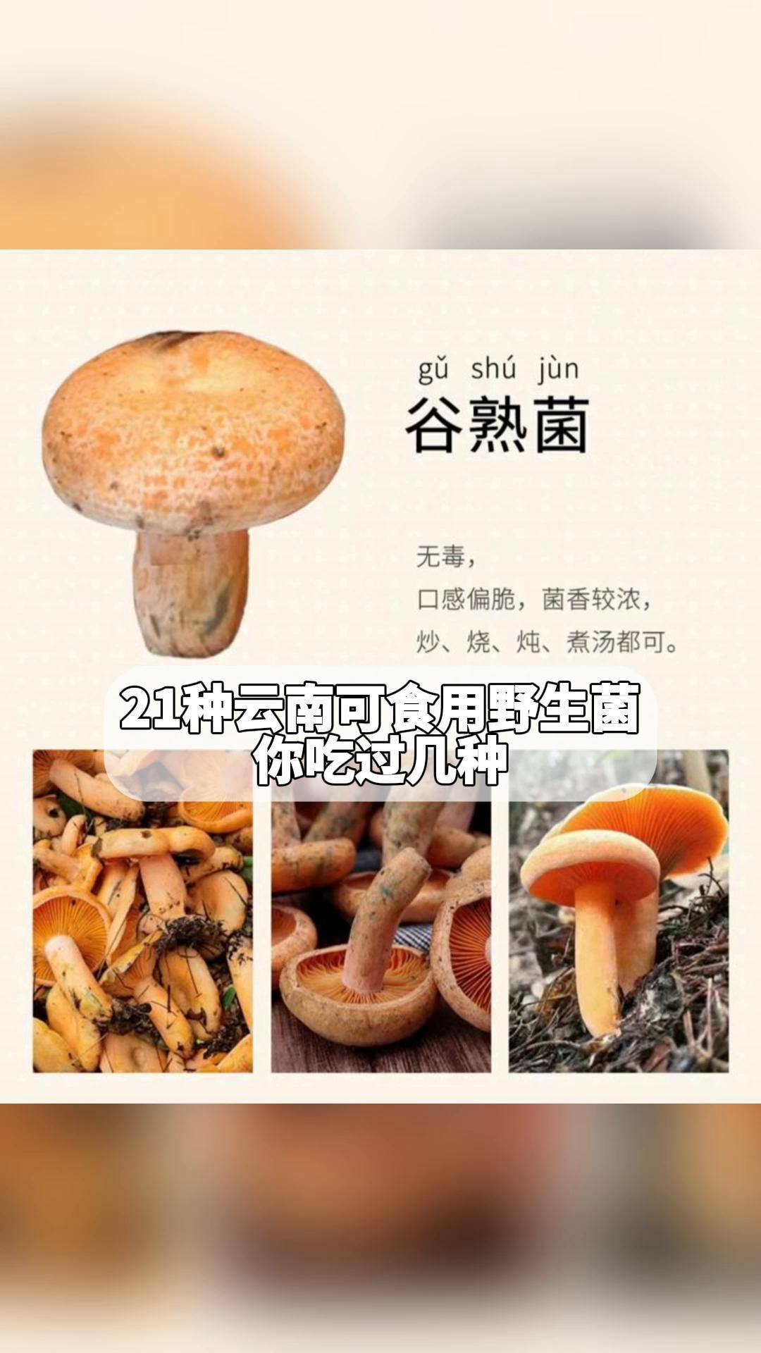 云南最好吃的菌类排名图片