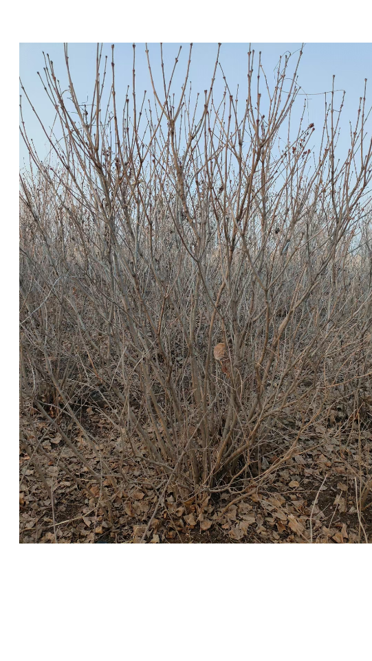 丛生紫丁香 大叶丁香大墩 2—250高 120—150 冠幅-度小视