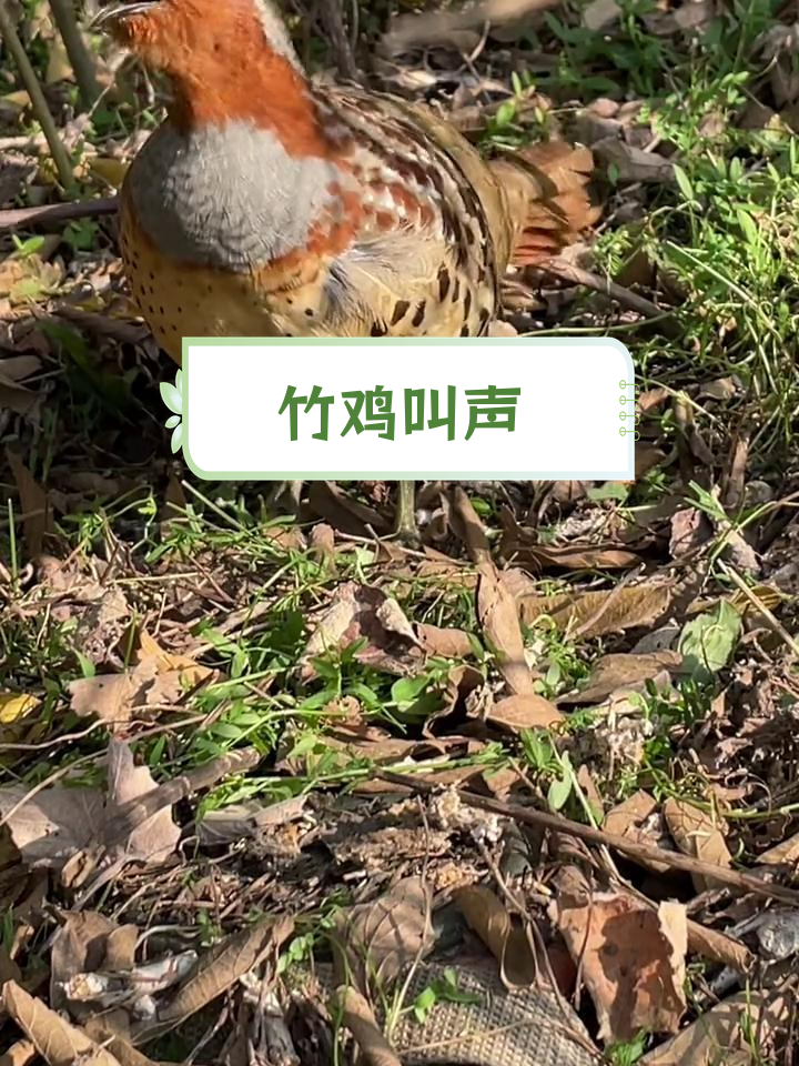 竹鸡公与母大叫,和谐共处之声