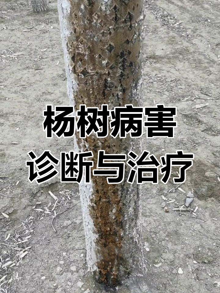 杨树细菌性腐烂病识别与防治技巧