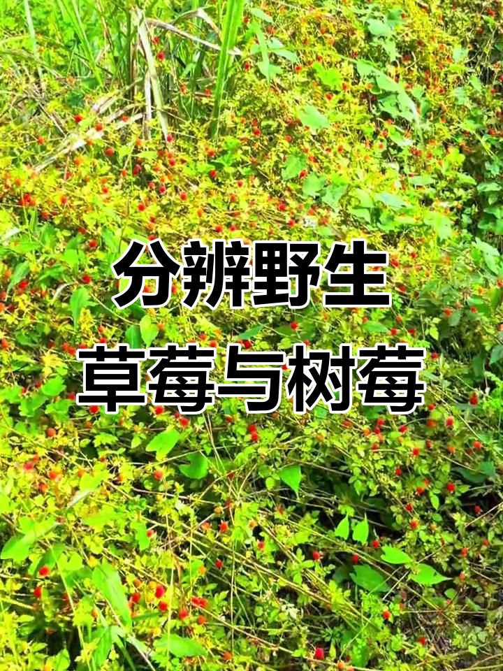 这是野草莓还是树莓?你能分清吗