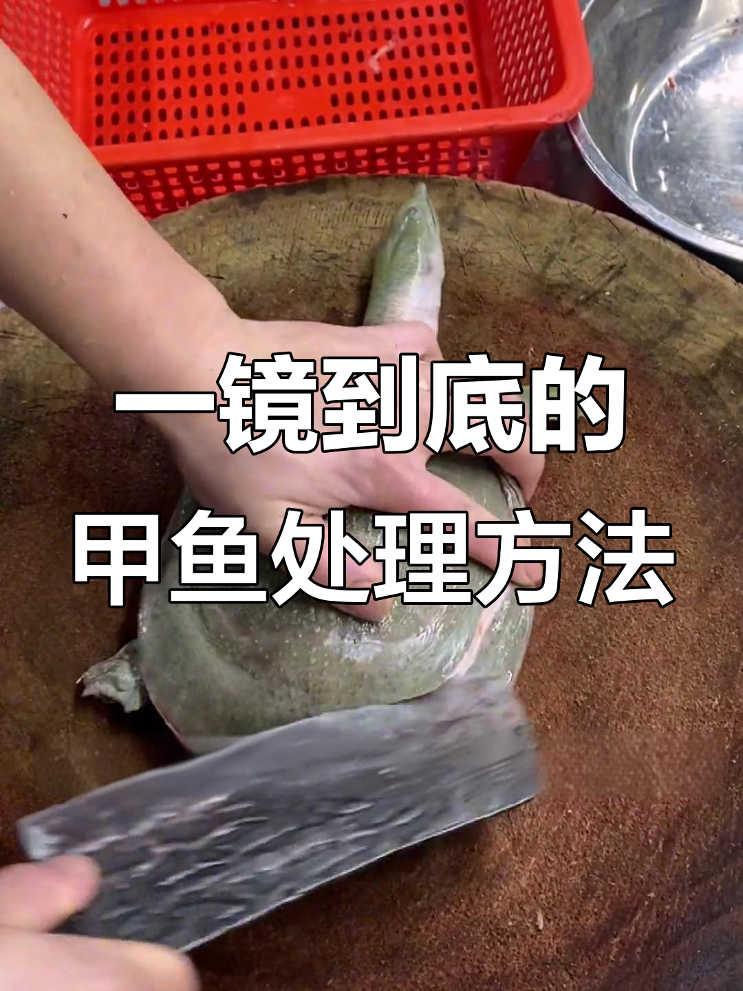 甲鱼处理技巧大揭秘,轻松掌握刀工与杀鱼技术
