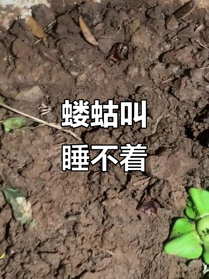 蝼蛄叫声让人无法入睡,童年记忆重现