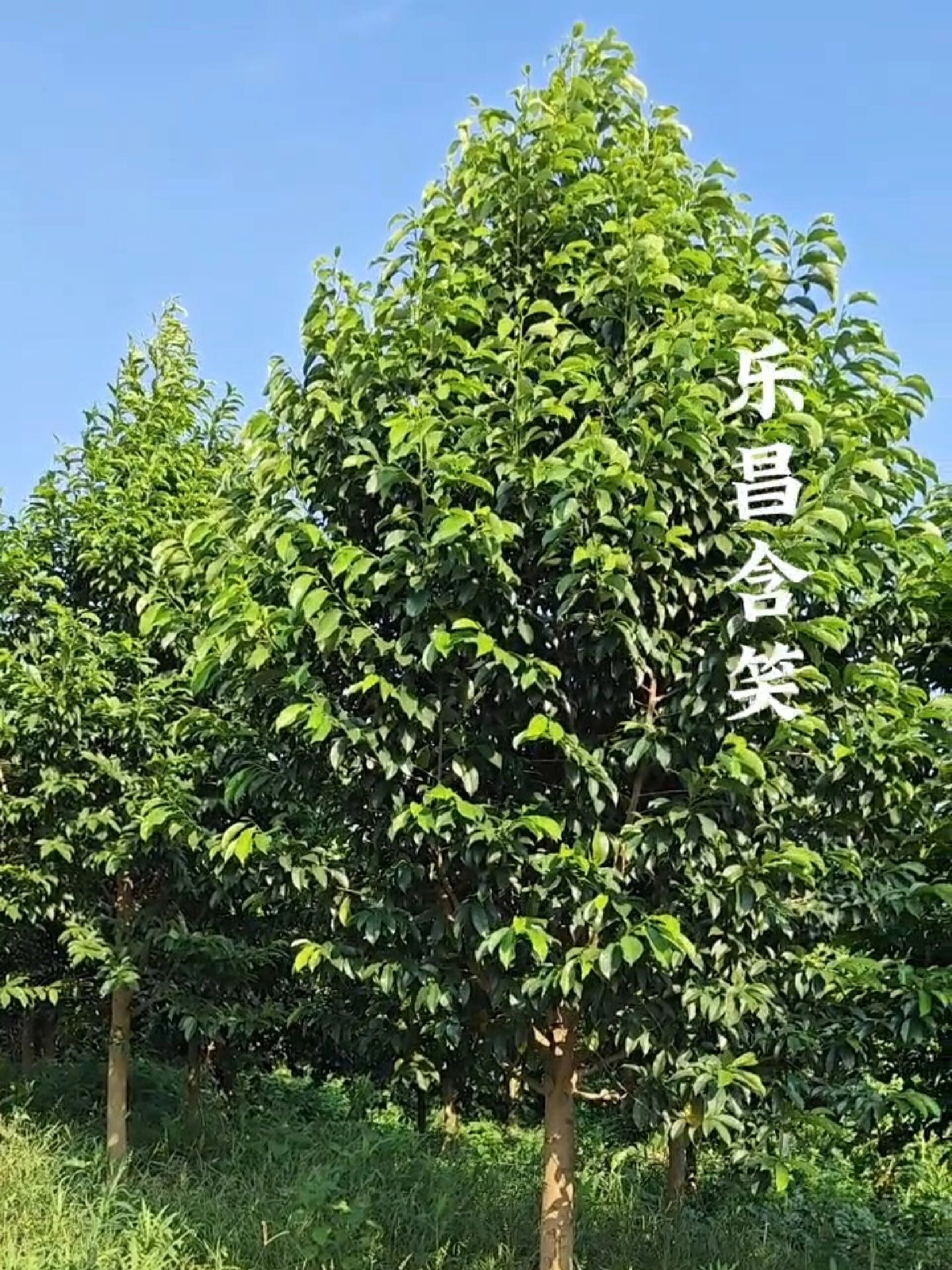 常绿树介绍:乐昌含笑