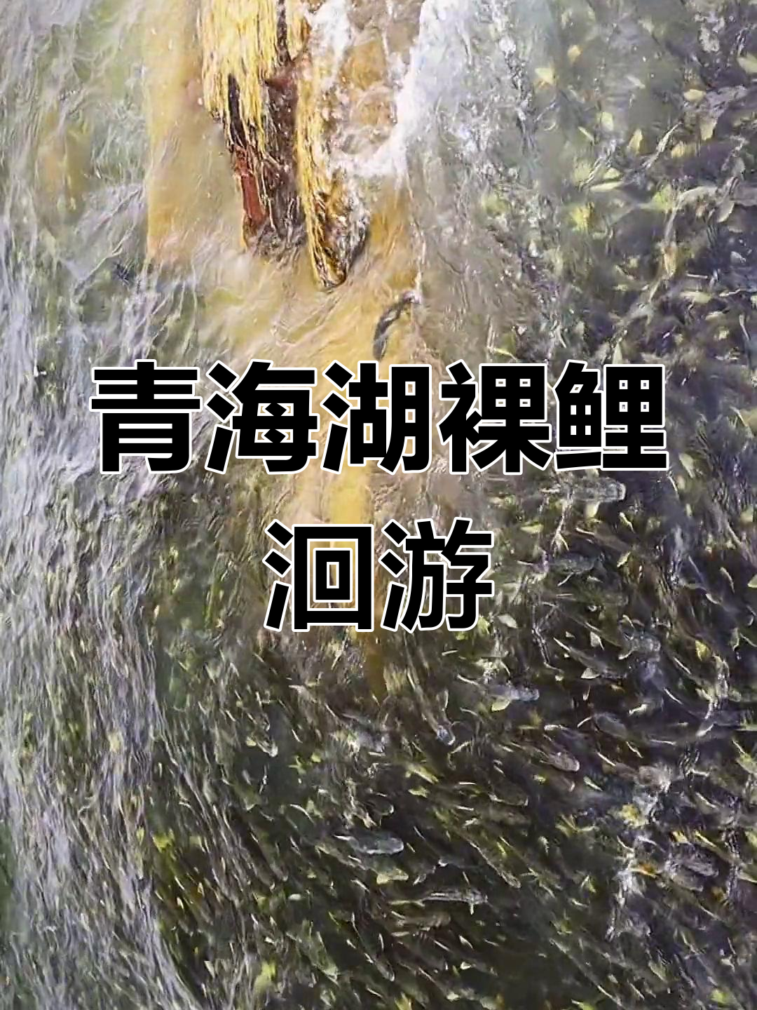 青海湖裸鲤洄游,沙柳河生机勃勃