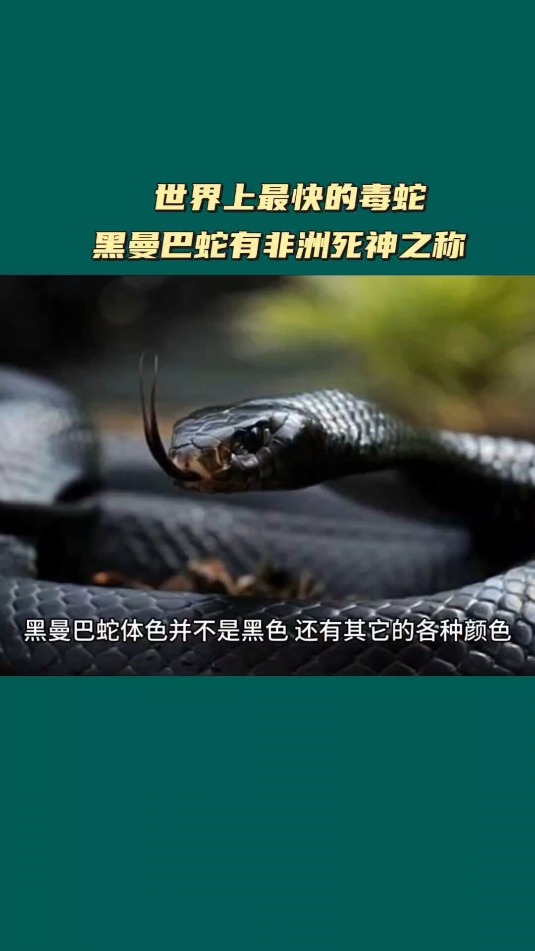 世界上最快的毒蛇:黑曼巴蛇有非洲死神之称-度小视